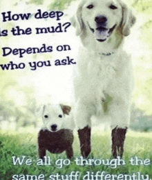 a dog and a puppy are standing next to each other with a quote on the bottom