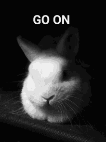 a black and white photo of a small white rabbit with the words go on above it