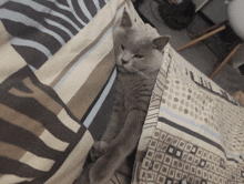 a gray cat laying on a bed with a striped blanket