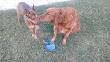 two dogs are playing with a blue toy in the grass