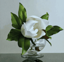 a white flower with green leaves in a clear vase