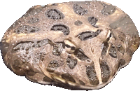 a close up of a rock that looks like a frog 's head