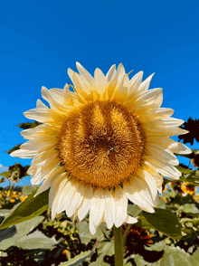 a close up of a sunflower with a blue sky behind it