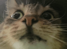 a close up of a cat 's face with a surprised look on his face