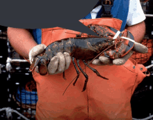 a man in orange overalls holding a large lobster