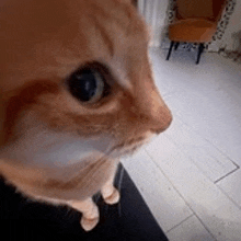 a close up of a cat 's face looking at the camera in a room .