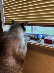 a cat looking out of a window with a tube of vortex on the window sill