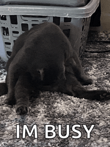 a cat is laying on the floor next to a laundry basket with the caption im busy