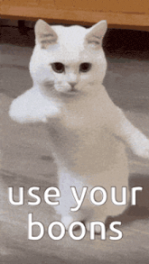 a white cat is standing on its hind legs and making a funny face .