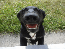 a black and white dog with a red tongue is smiling