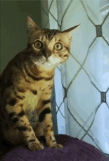 a bengal cat is sitting on a purple pillow in front of a window