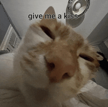 a close up of a cat 's face with the words give me a kiss below it