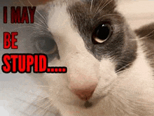 a close up of a cat 's face with the words `` i may be stupid '' written in red .