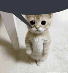 a kitten standing on its hind legs with a speech bubble above its head