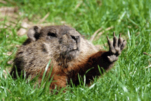 a ground squirrel is laying in the grass with its paws outstretched