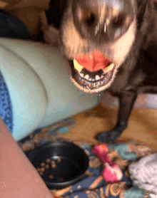 a close up of a dog 's mouth with a bowl of food in the foreground