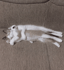 a cat is laying on its back on a couch