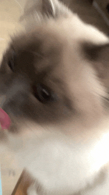 a close up of a cat licking a pink object