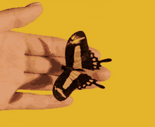 a person is holding a black and white butterfly in their hand