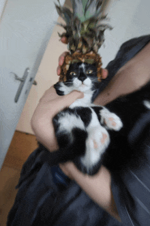 a person holding a black and white cat with a pineapple on top of its head