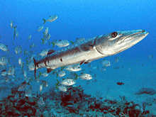 a large fish is surrounded by smaller fish in a blue ocean