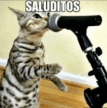 a cat is singing into a microphone with the words saluditos written above it