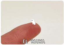 a small white dog is sitting on a person 's finger and says el wawa