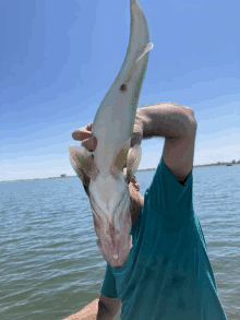 a man in a blue shirt is holding a large fish in his hands