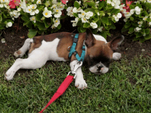 a brown and white dog on a leash is laying in the grass near flowers