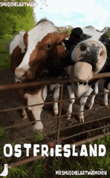 a group of cows standing behind a fence with the word ostfriesland written on the bottom