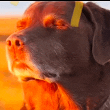 a close up of a dog 's face with a yellow tag around its neck