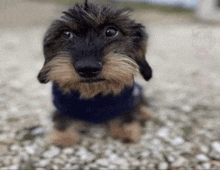 a small dachshund wearing a blue sweater looks at the camera