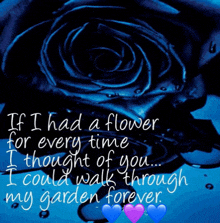 a blue rose with the words if i had a flower for every time i thought of you