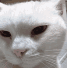 a close up of a white cat with brown eyes