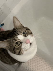 a cat is looking up at the camera while sitting in a bathtub