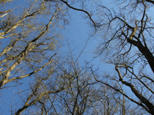 looking up at trees with a blue sky behind them