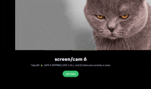 a gray cat with yellow eyes is on a screen with the words screen / cam 6