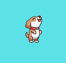 a brown and white dog with a red collar is standing on a blue background