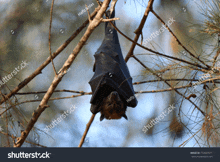 a bat is hanging upside down in a tree