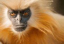 a close up of a monkey 's face with a black nose