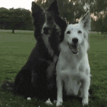 a black and white dog are sitting next to each other