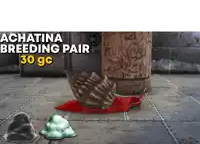 an advertisement for a breeding pair of achatina snail
