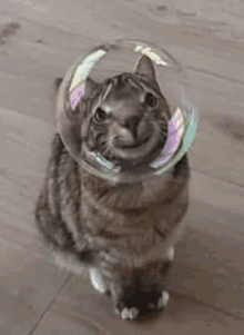 a cat wearing a bubble helmet is sitting on the floor .