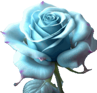 a close up of a light blue rose with purple petals