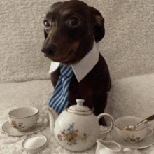 a dachshund wearing a tie and collar is sitting next to a tea set