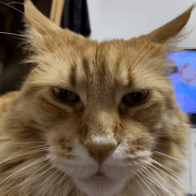 a close up of a cat 's face with a blue background in the background