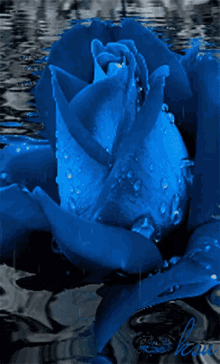 a blue rose with water drops on the petals is floating in the water