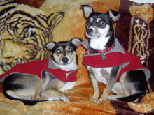 two dogs wearing red coats are laying on a blanket with a tiger in the background