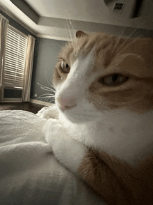 an orange and white cat laying on a bed with a window in the background