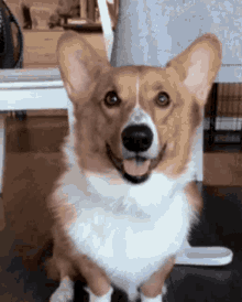 a brown and white corgi dog is sitting on the floor with its tongue out and looking at the camera .